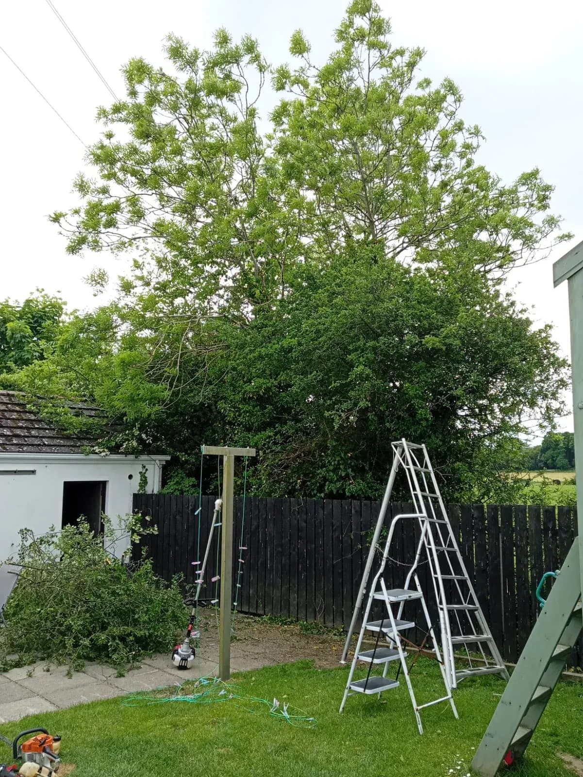 Large overgrown ash tree hanging over a back garden and washing line before removal