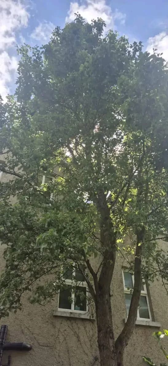 Tall tree in full leaf pressing against the windows of a three storey townhouse before crown reduction