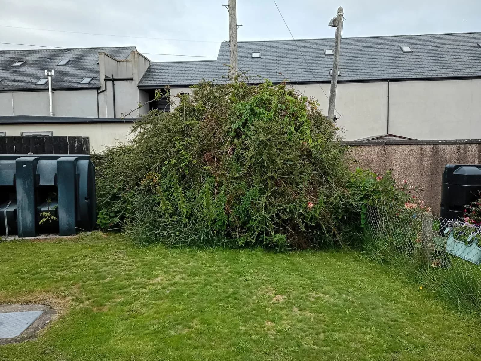 Huge overgrown shrub swallowing the back wall of a garden before clearance