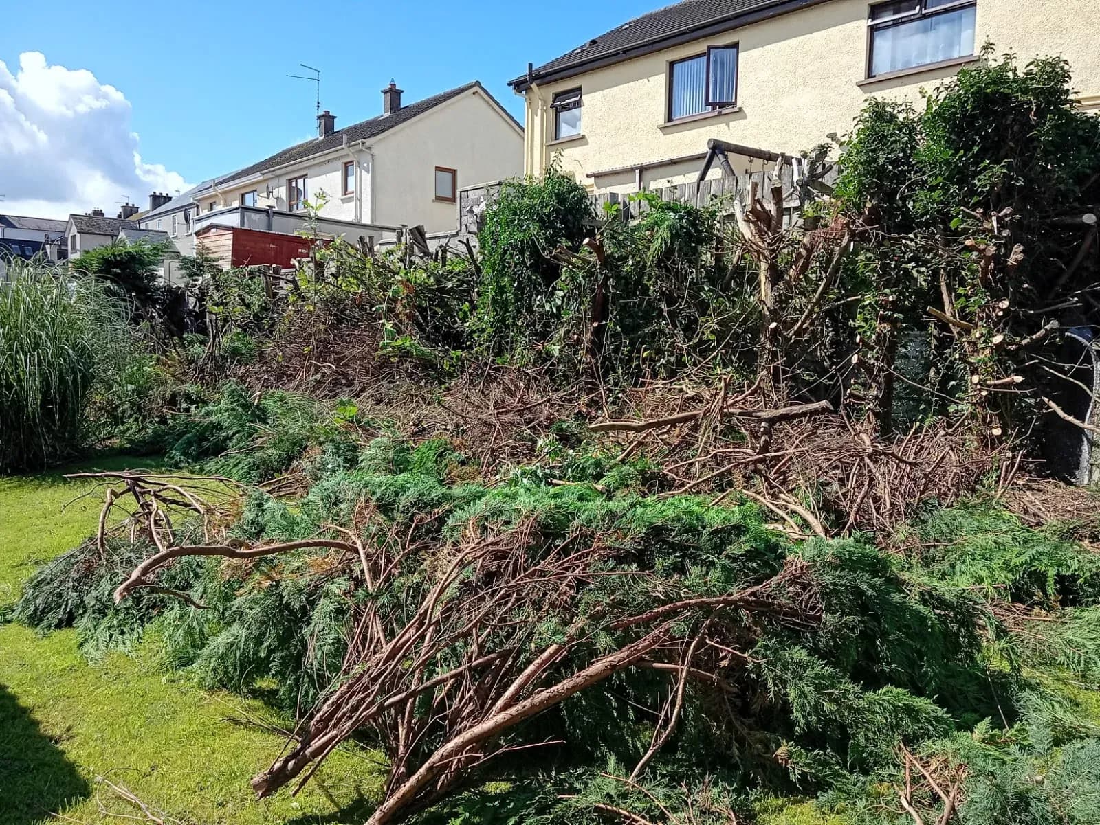 Boundary conifer hedge felled with branches and stumps along the fence line mid clearance